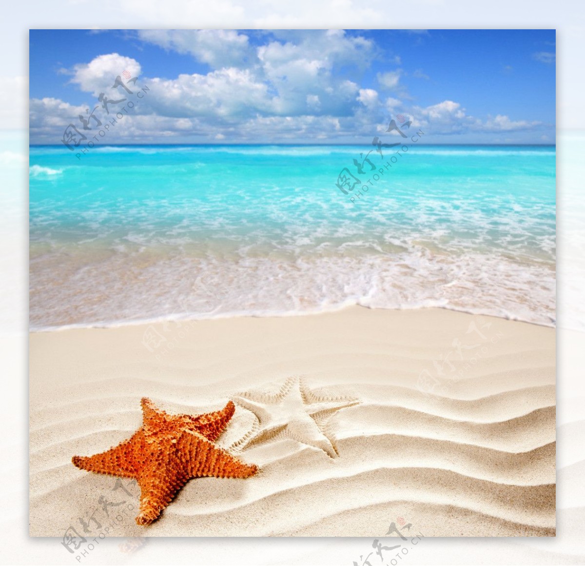 沙滩海星图片