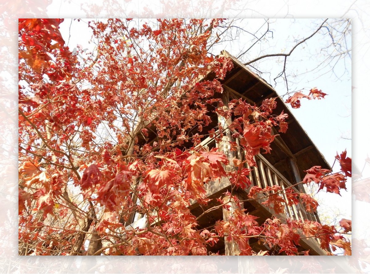 红叶和小木屋图片