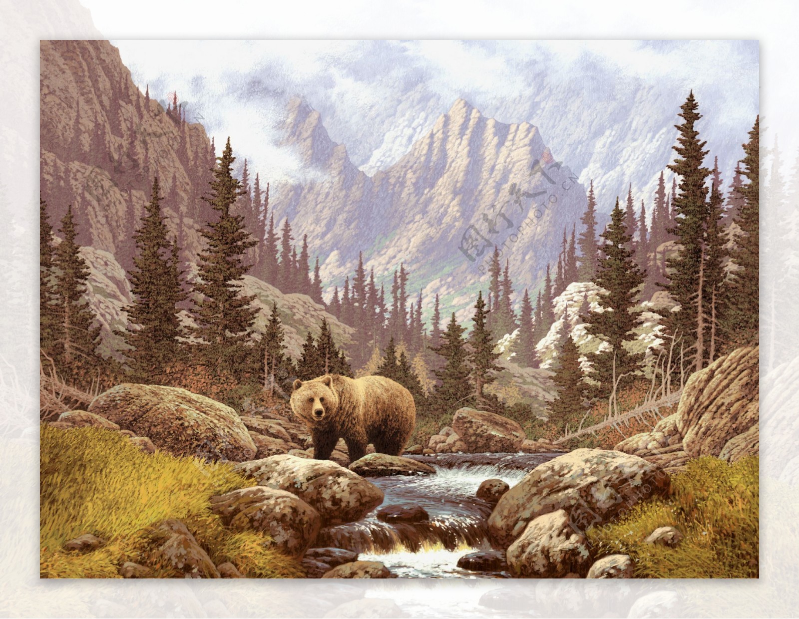 在落基山脉的熊图片