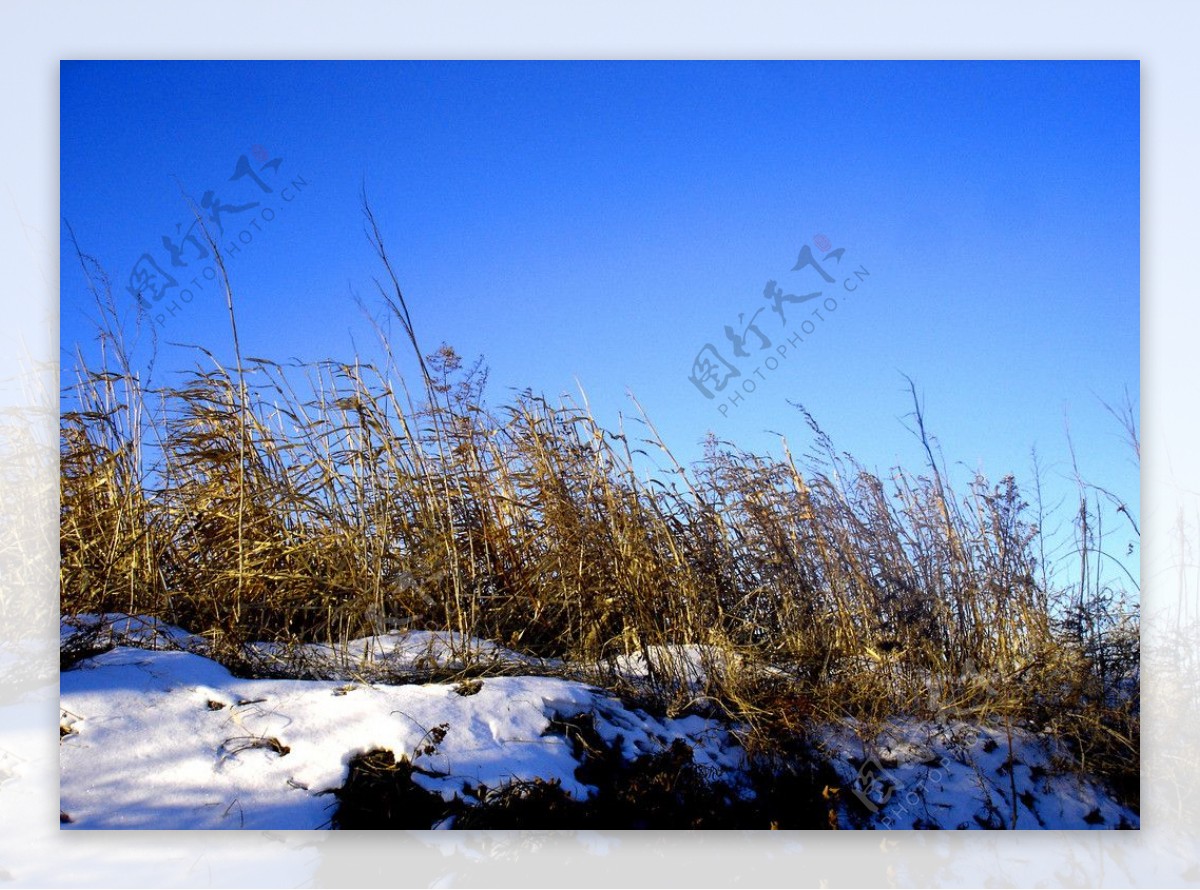 雪野图片