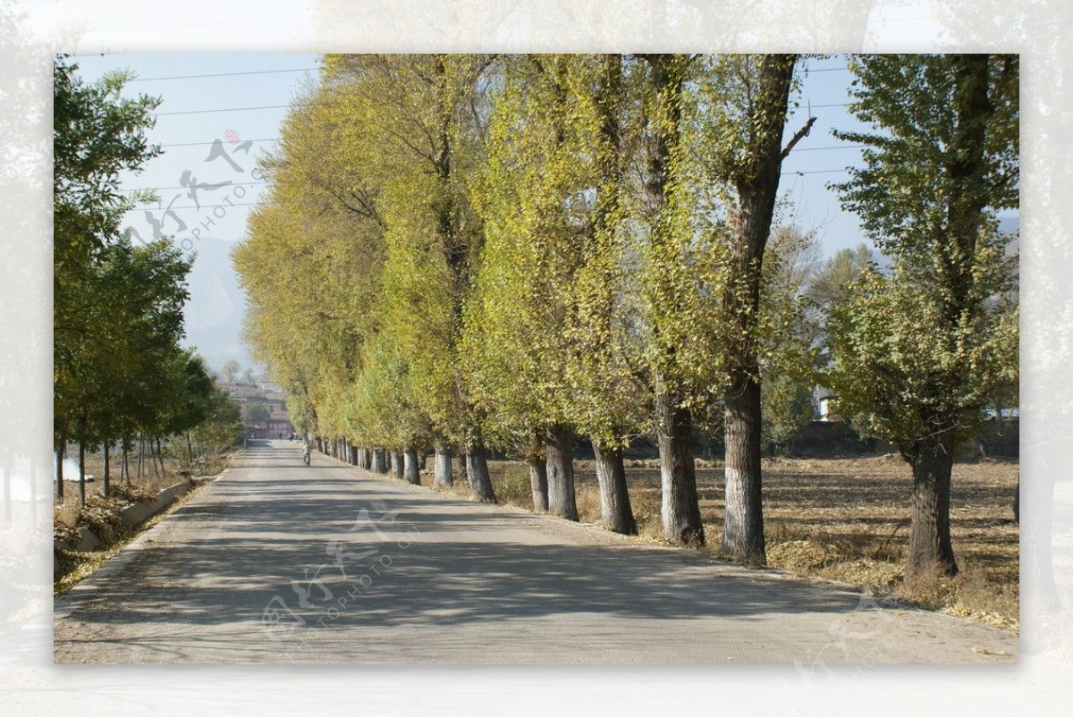 路上的一排白杨树图片