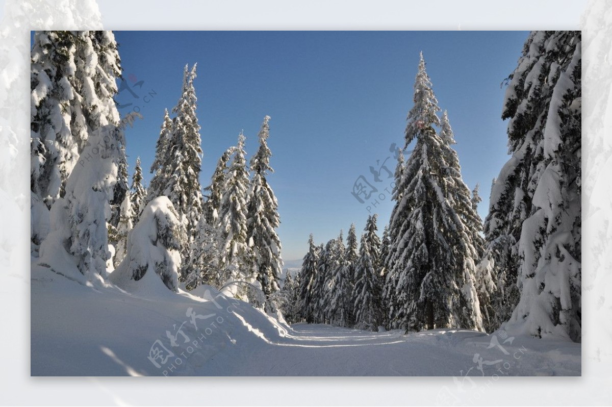 林中滑雪道图片