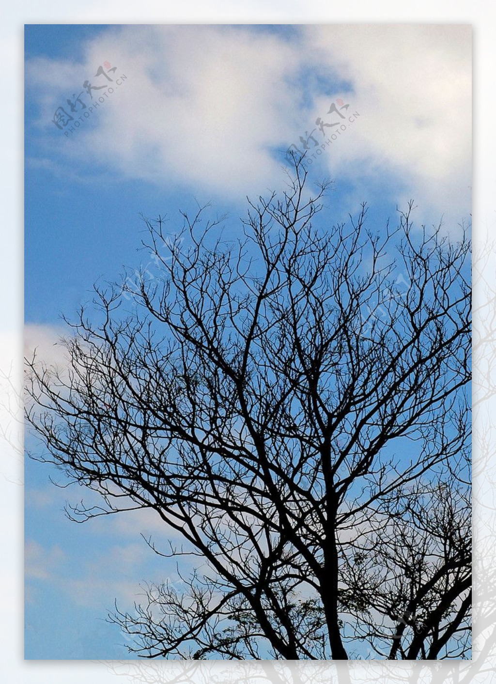 冬日枯树图片