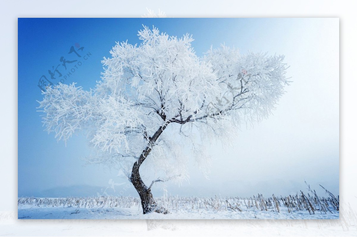 冬季雪景图片