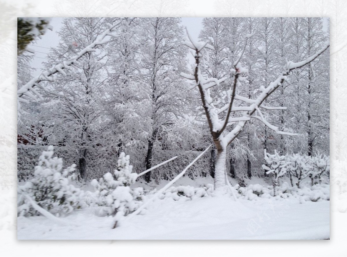 雪景图片