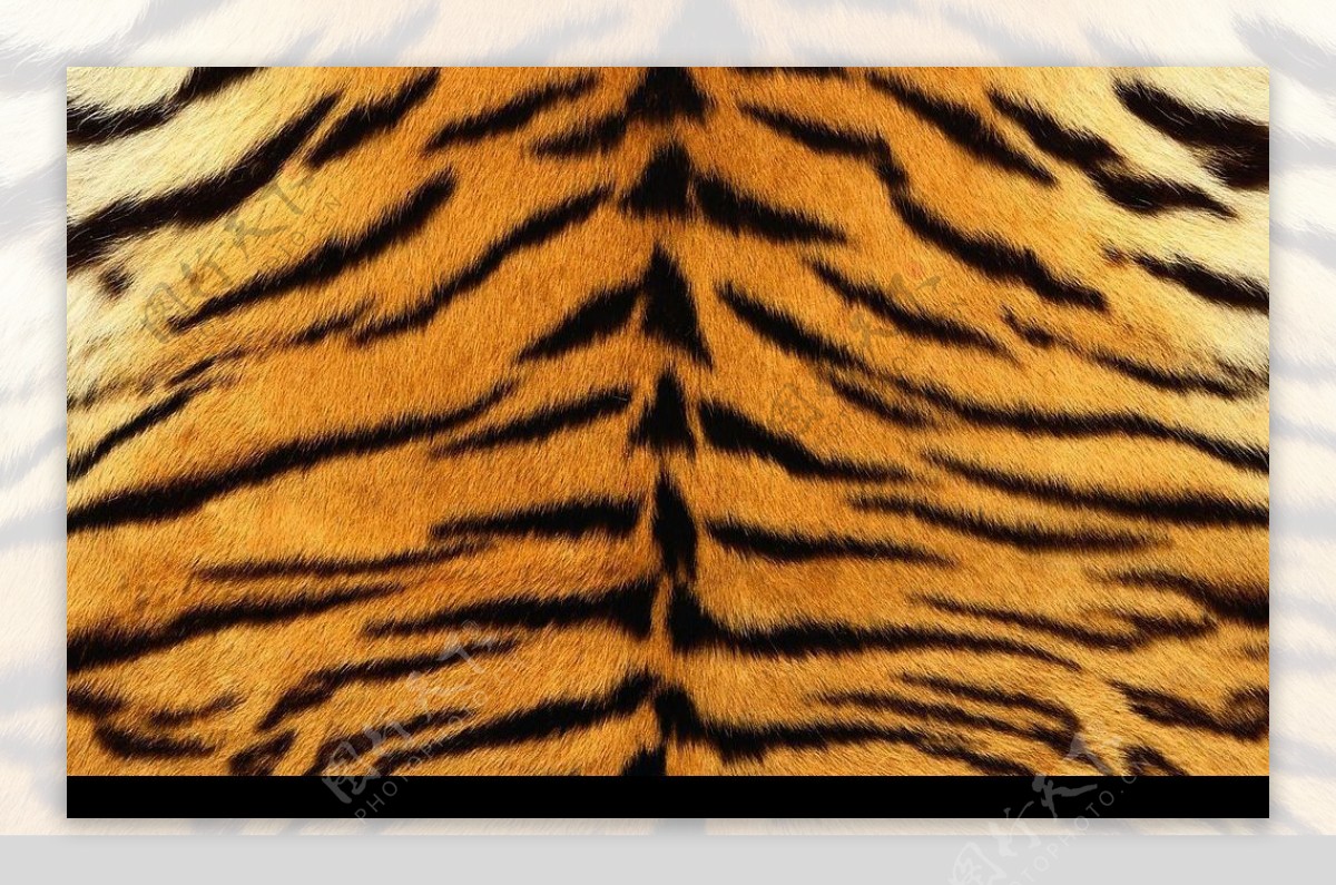老虎花纹图片