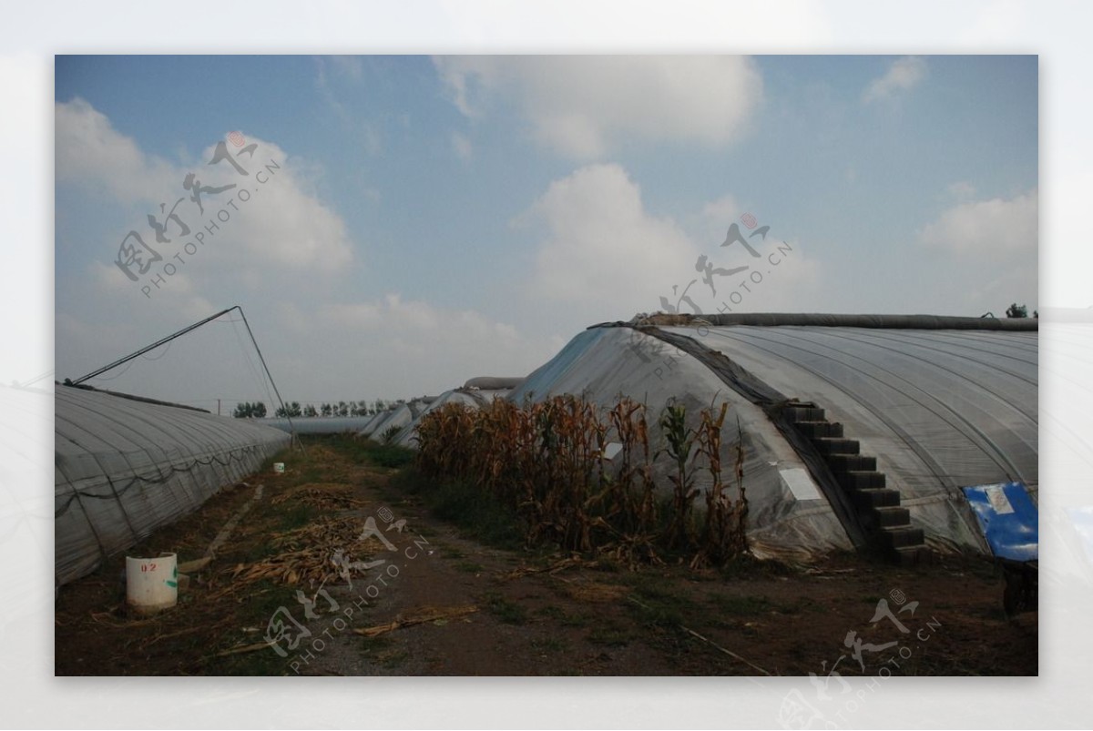 蔬菜大棚基地图片