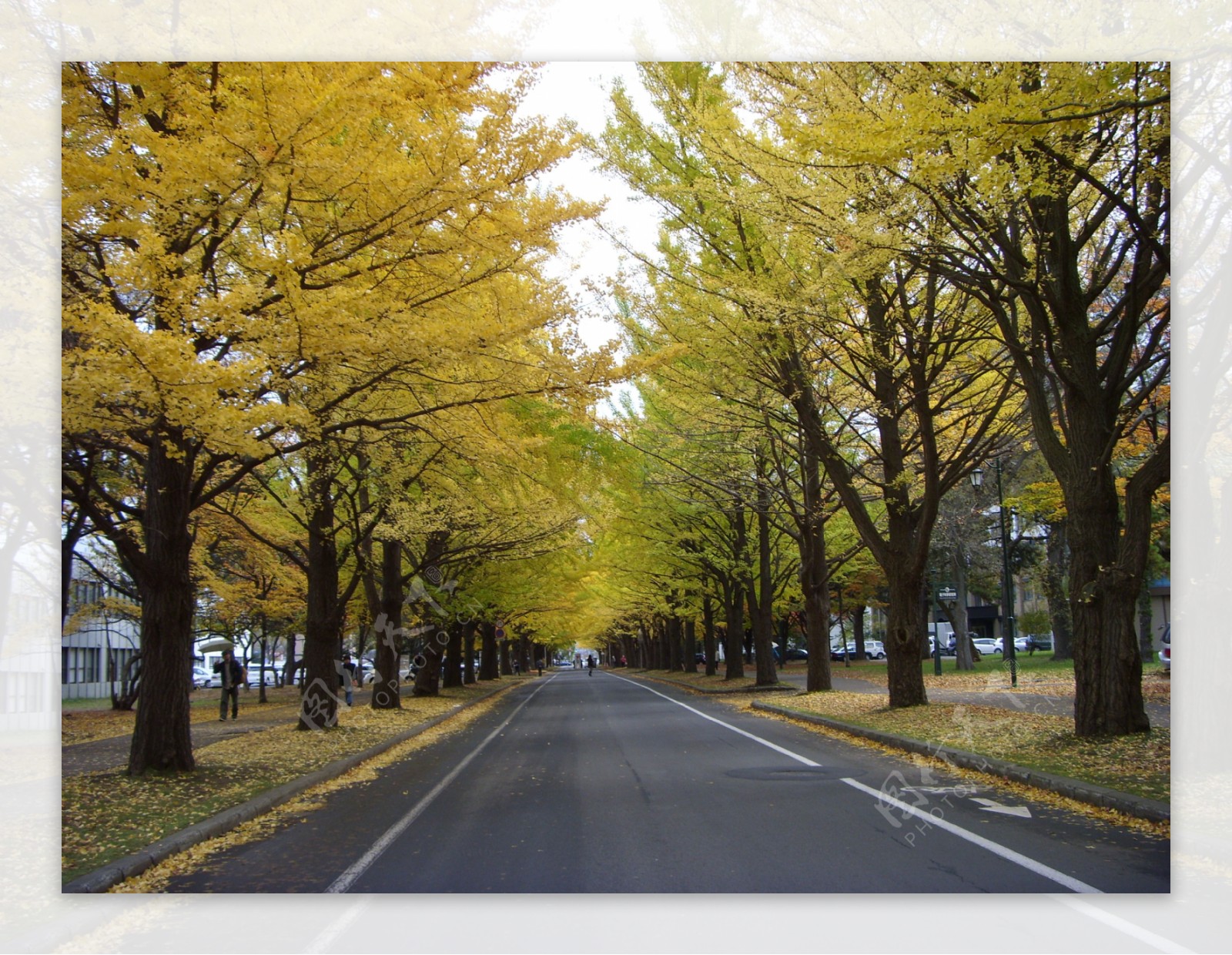 北海道札幌公路风景图片