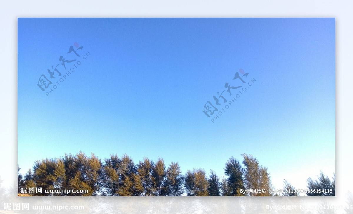 蓝天树木图片