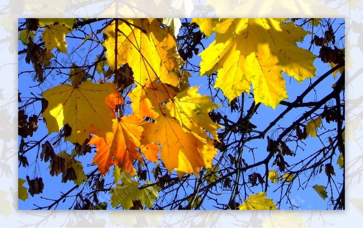 秋天公园的树木秋天图片