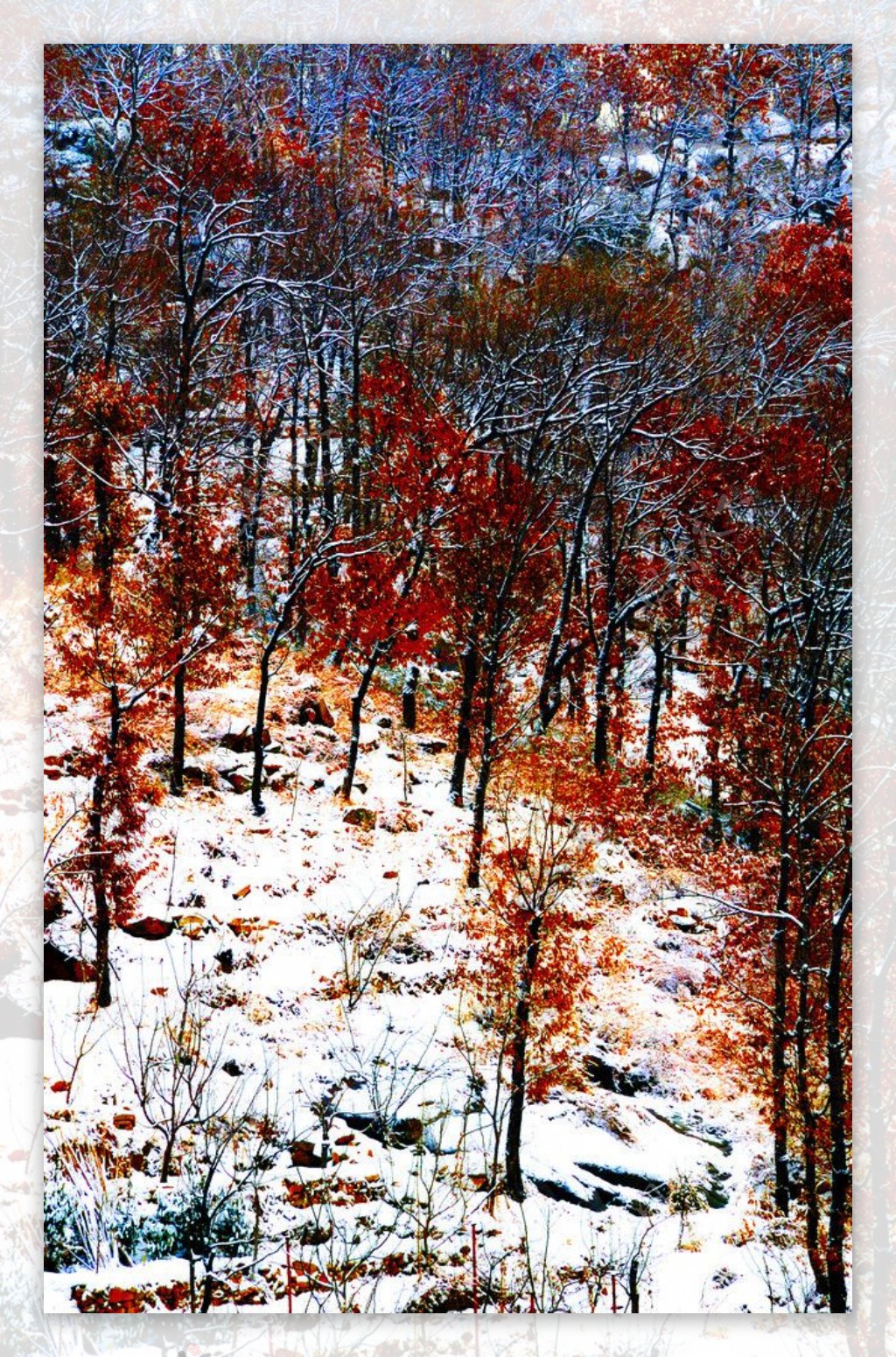 雪山上的红叶林图片