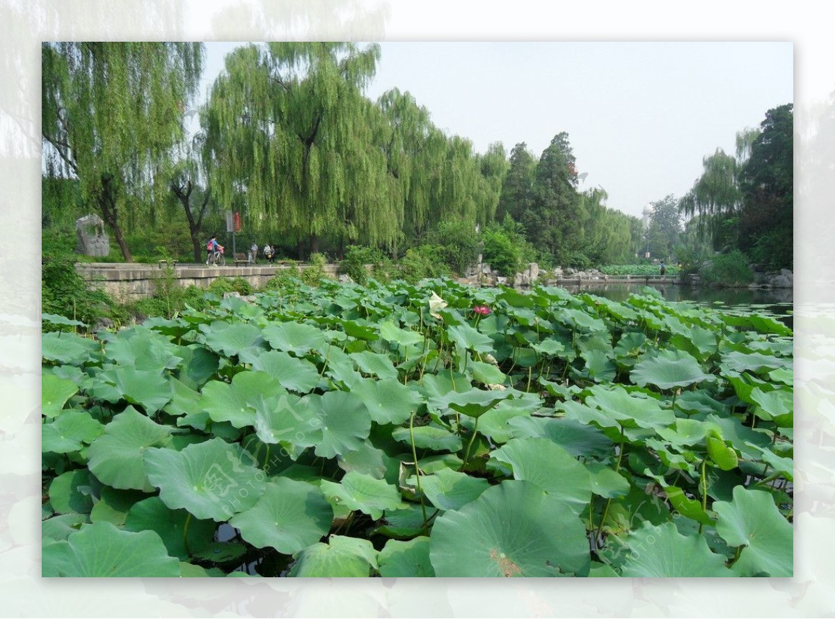 荷花池一角图片