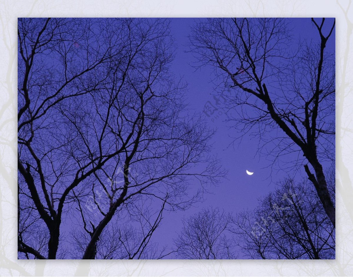 月下树木图片