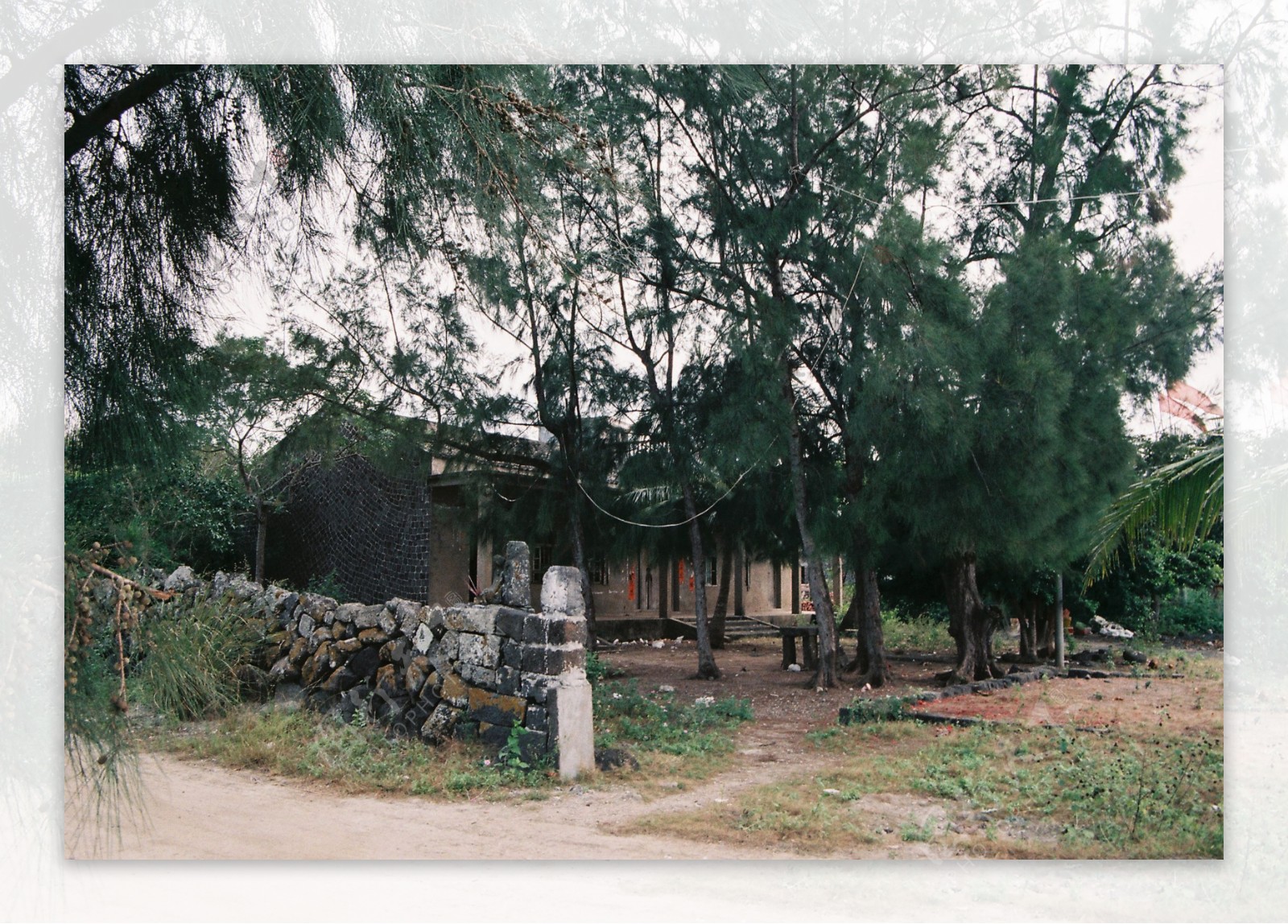 海柳树下的石头屋图片