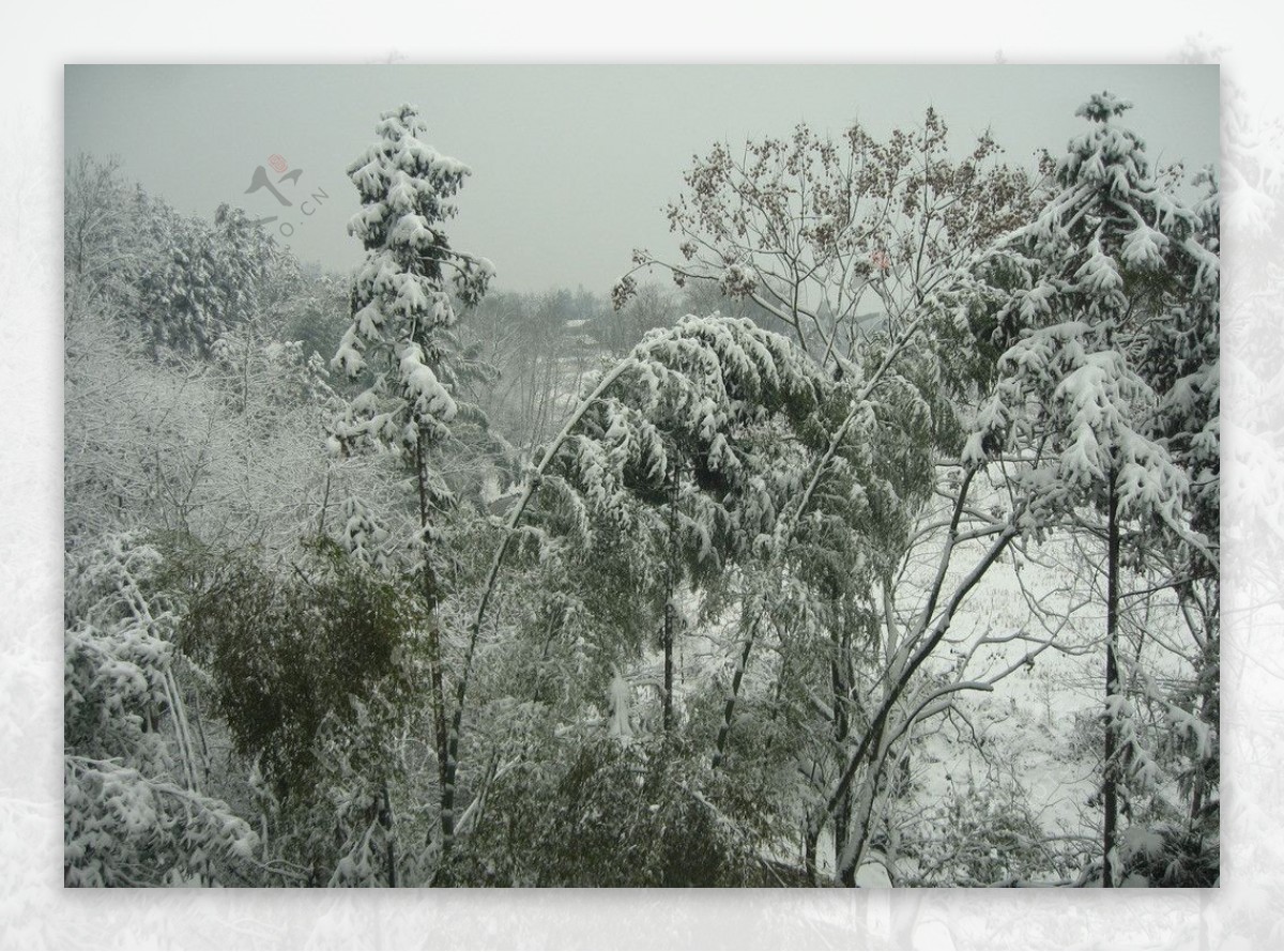 雪景竹子树林图片