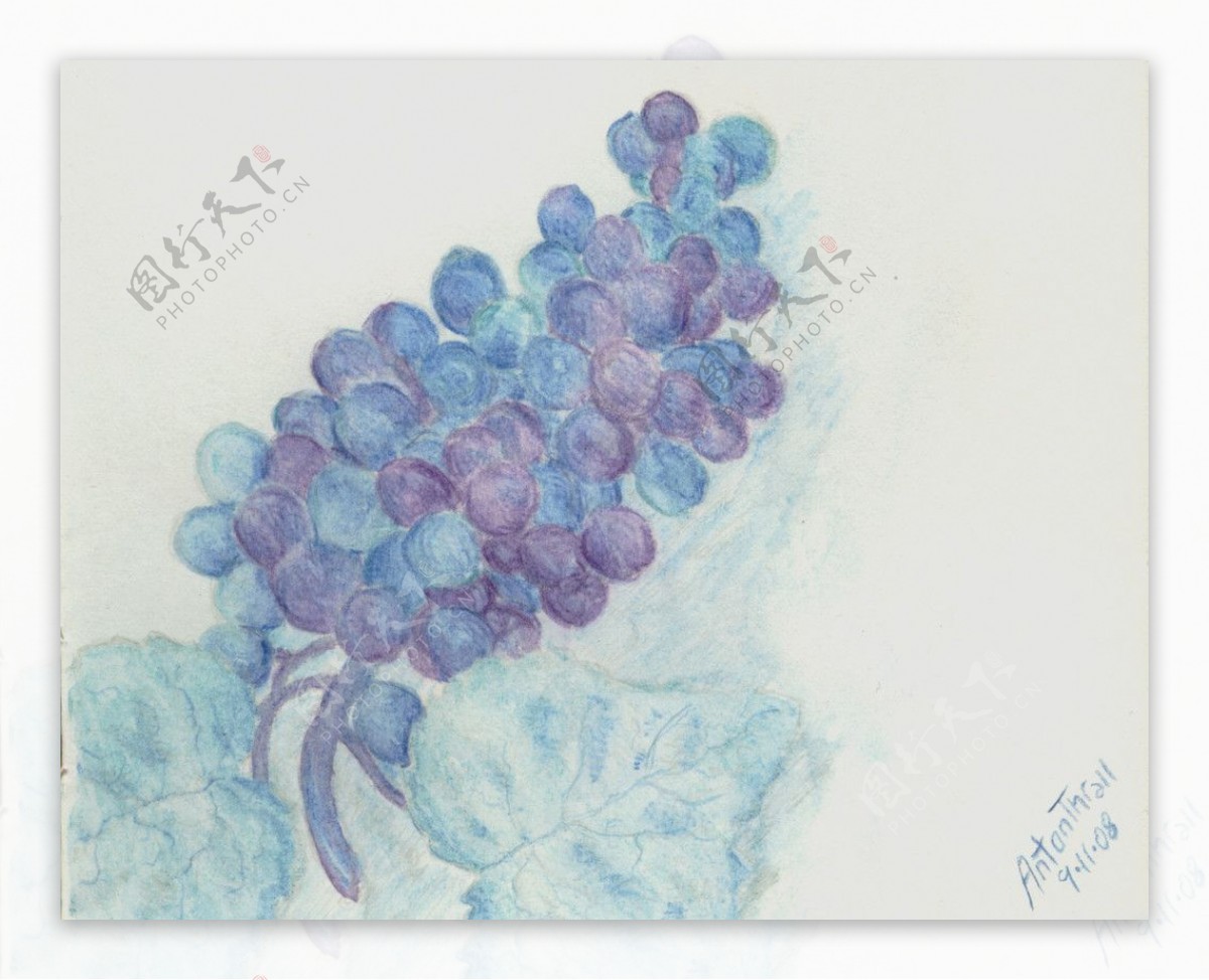 葡萄水彩画图片