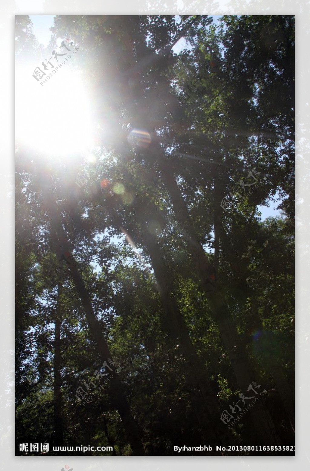白桦林的光晕图片