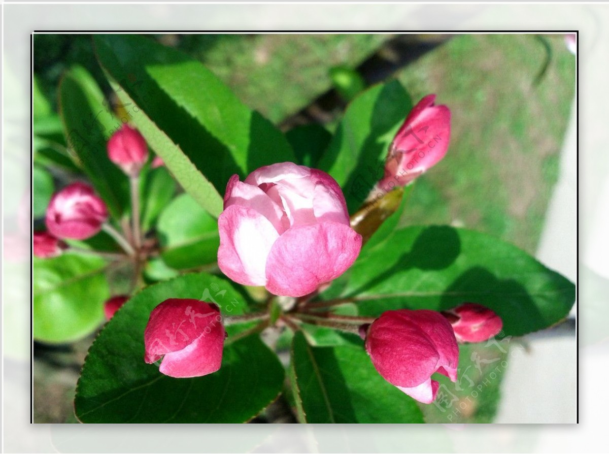 红海棠图片