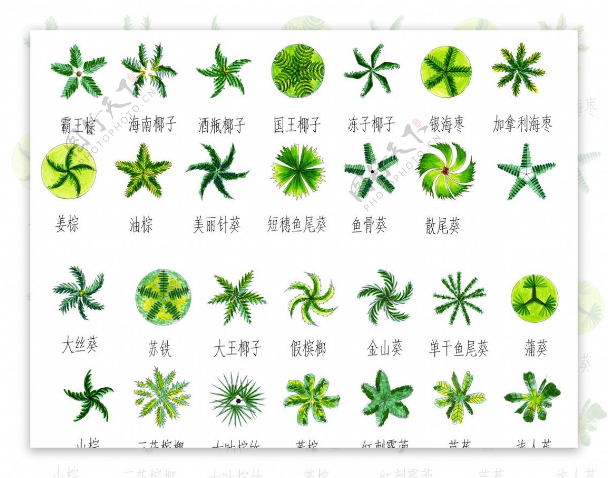 平面树素材图片