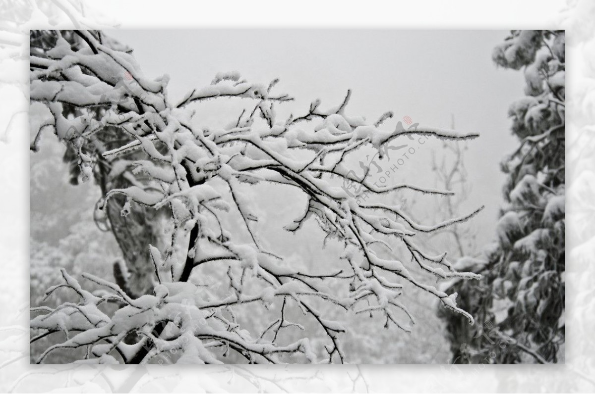 雪津图片