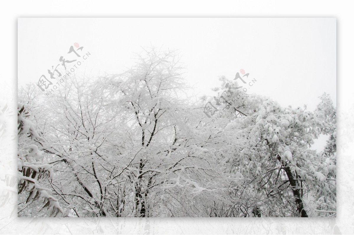 雪松雪树图片