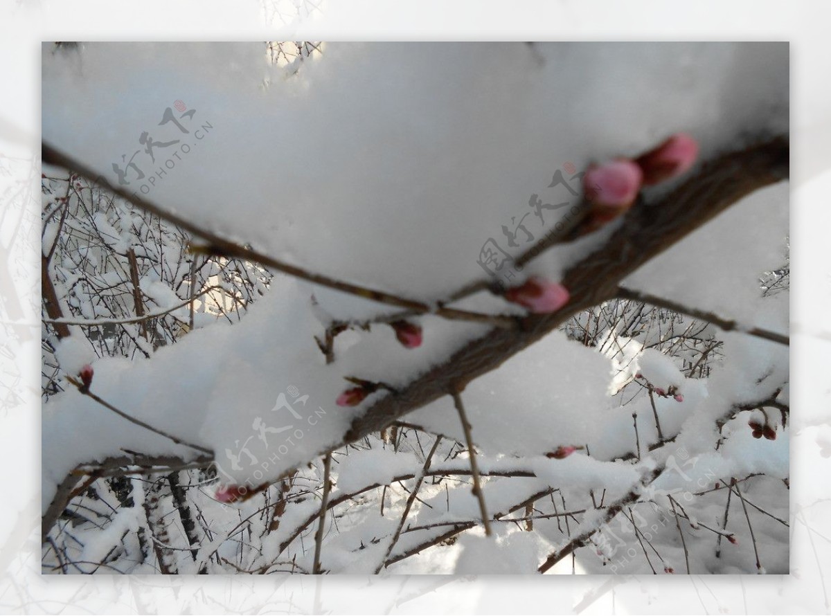 雪景雪后树挂图片