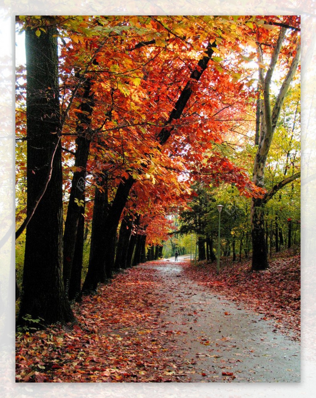 秋天森林的路自然风景桌面壁纸-壁纸图片大全