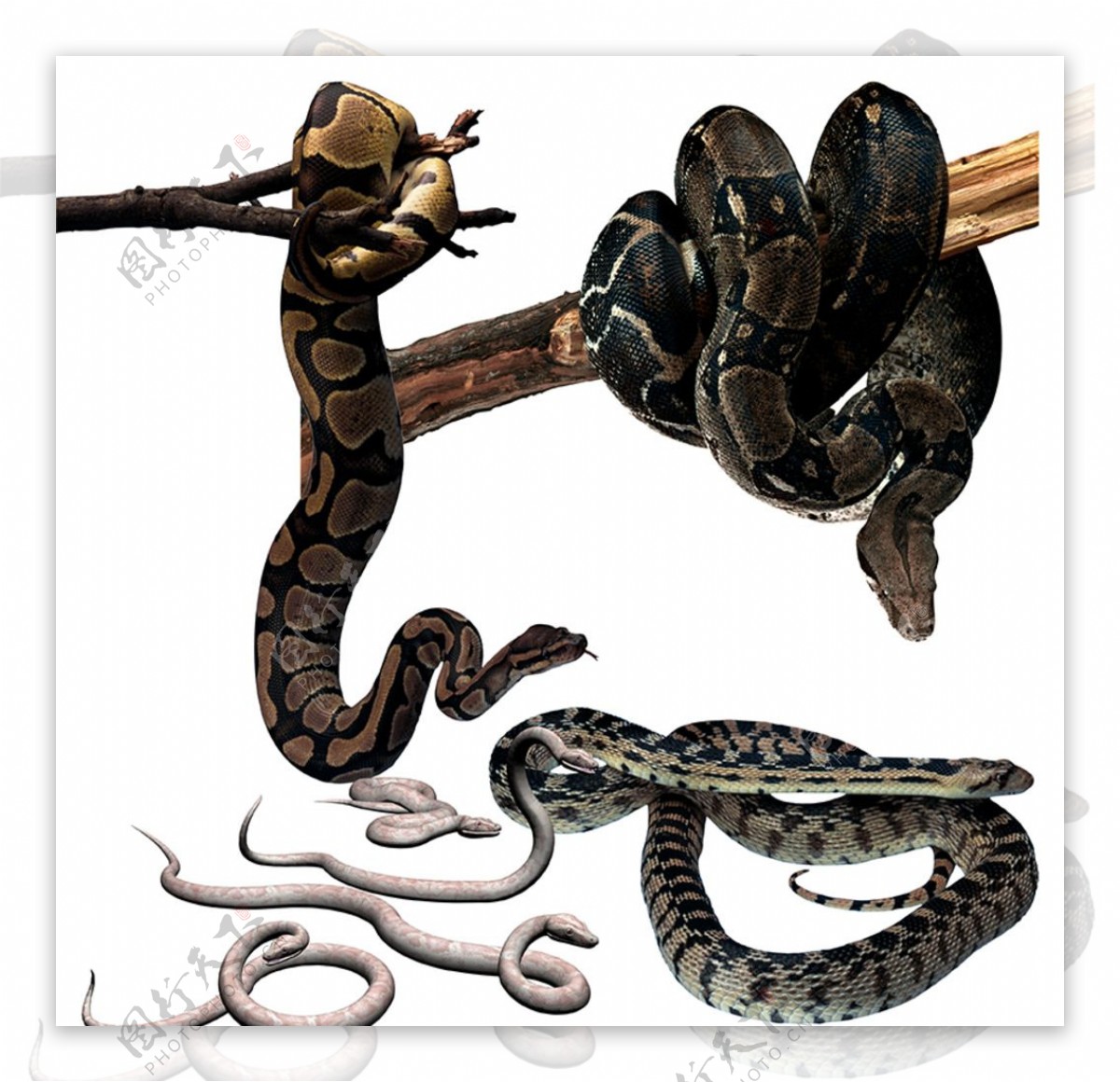 蛇素材图片