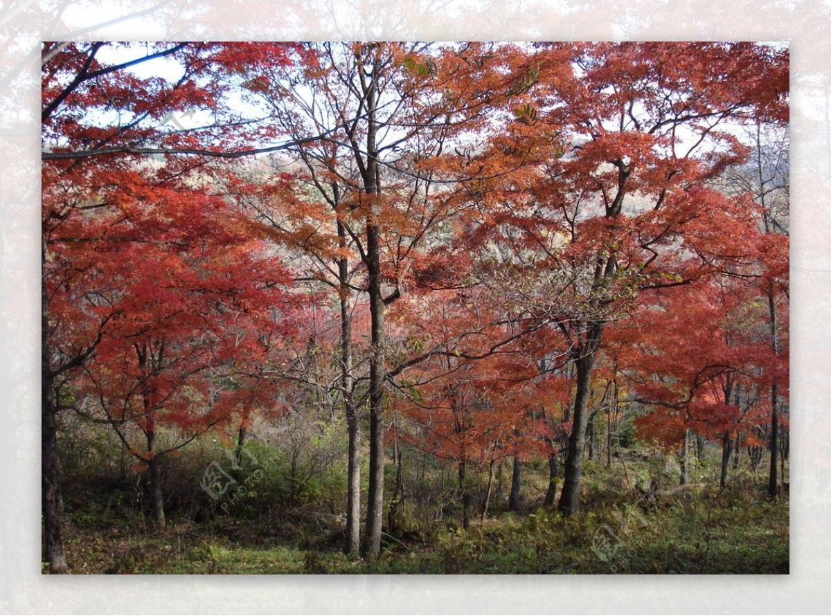 红叶五花山图片