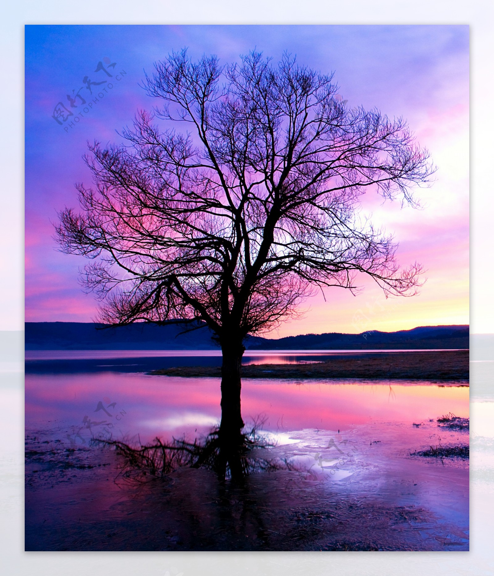 山脉湖水中的一棵树图片