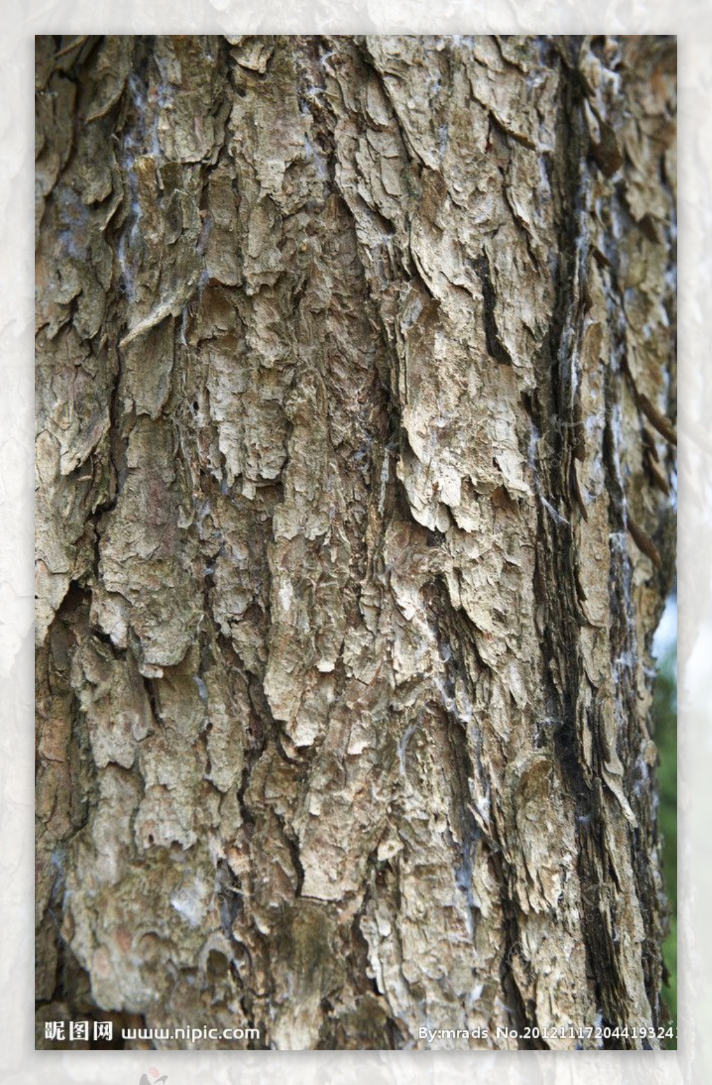 树皮图片