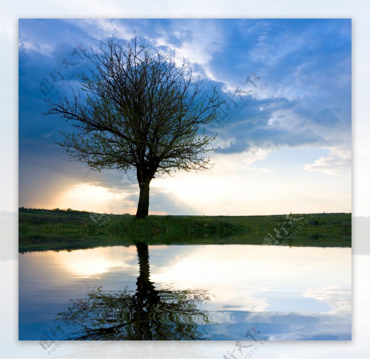 蓝天白云湖水孤树图片