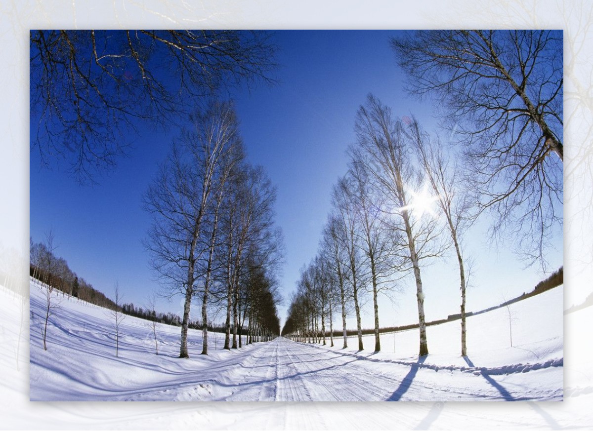 冬季白雪皑皑的笔直公路图片