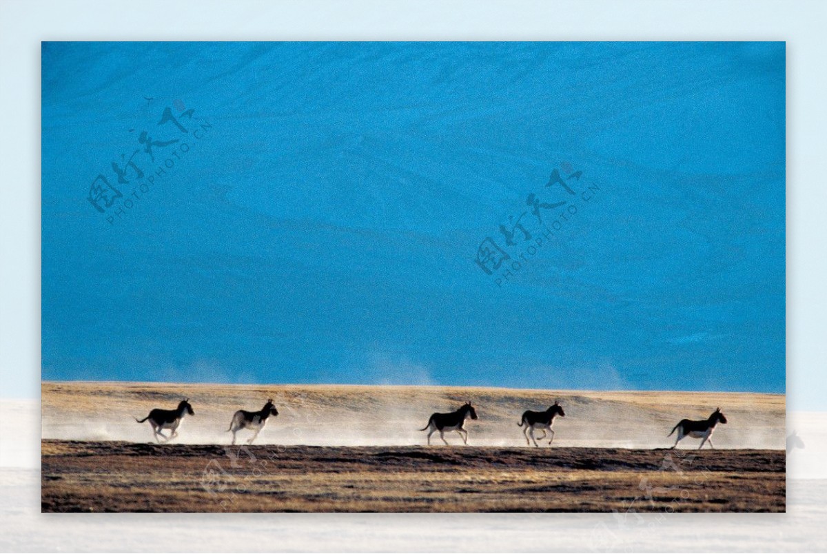 新疆阿尔金山藏野驴图片