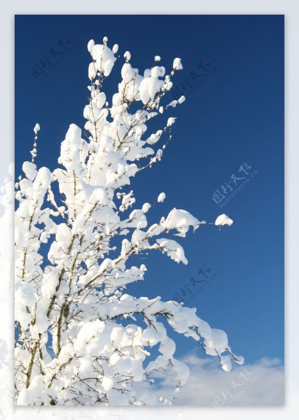 冬天树上雪景图片