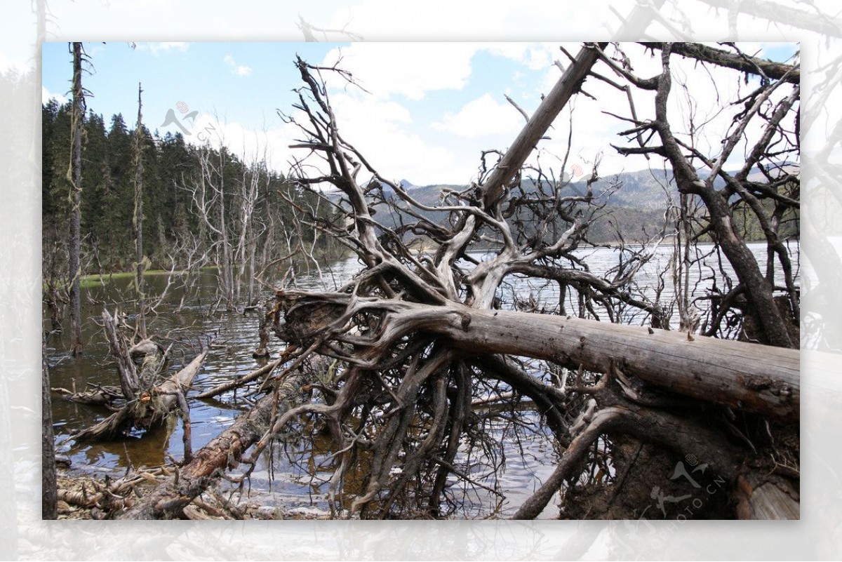 香格里拉的湖边枯树图片