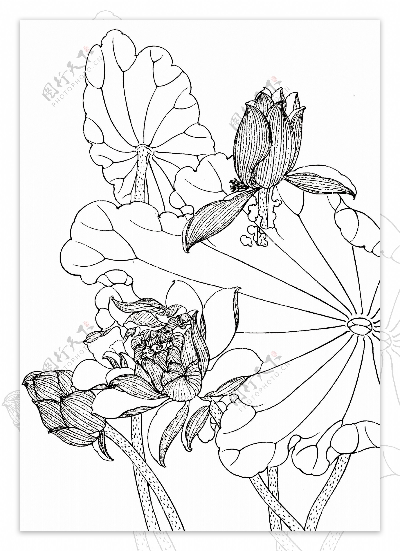 花卉画谱图片