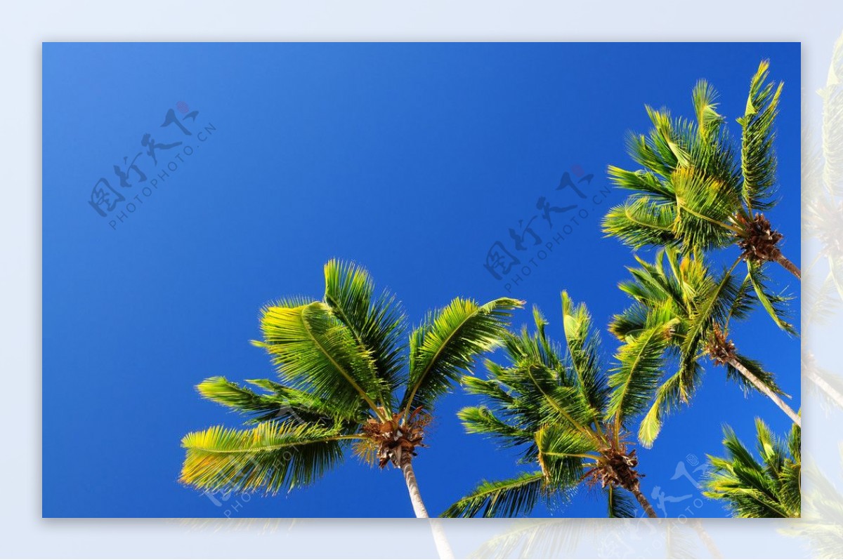 椰子树高清图片