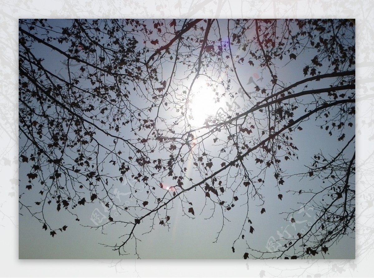梧桐树下的阳光图片