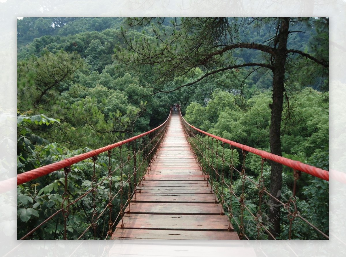 歌乐山森林公园的吊桥图片