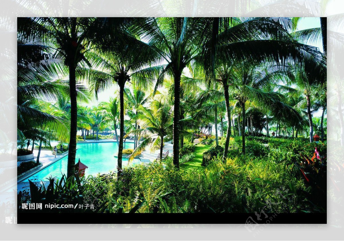 椰树林图片