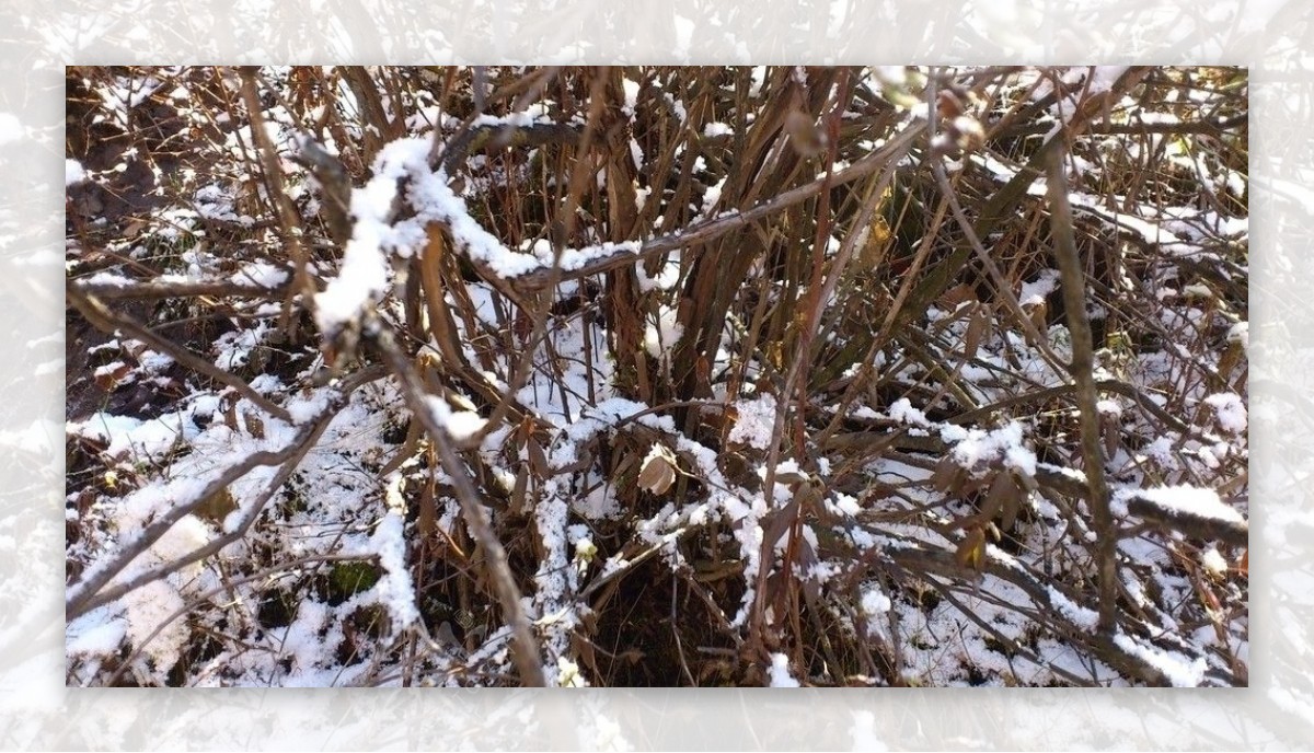 雪雾迷宫图片