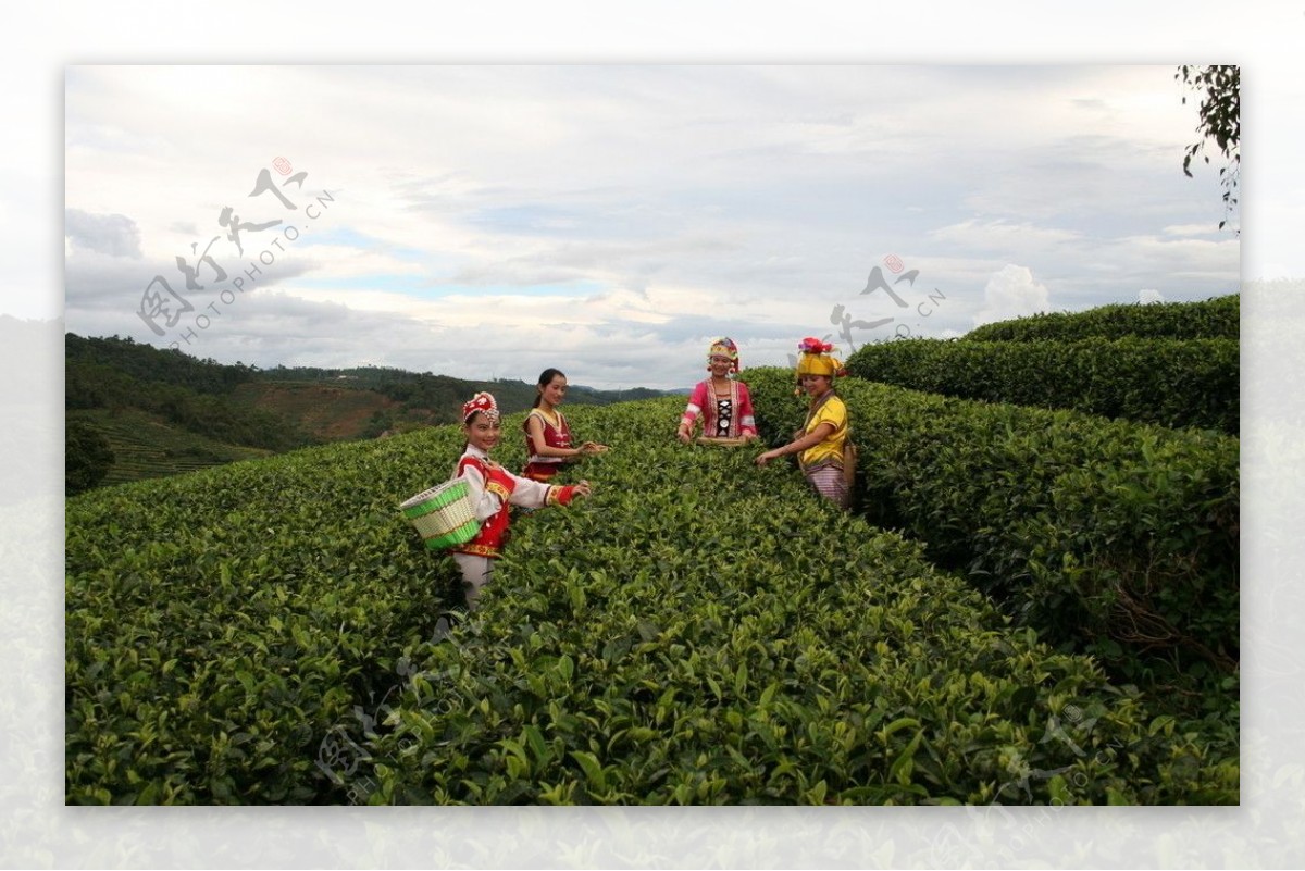 中国茶城普洱茶古茶树茶园茶山图片