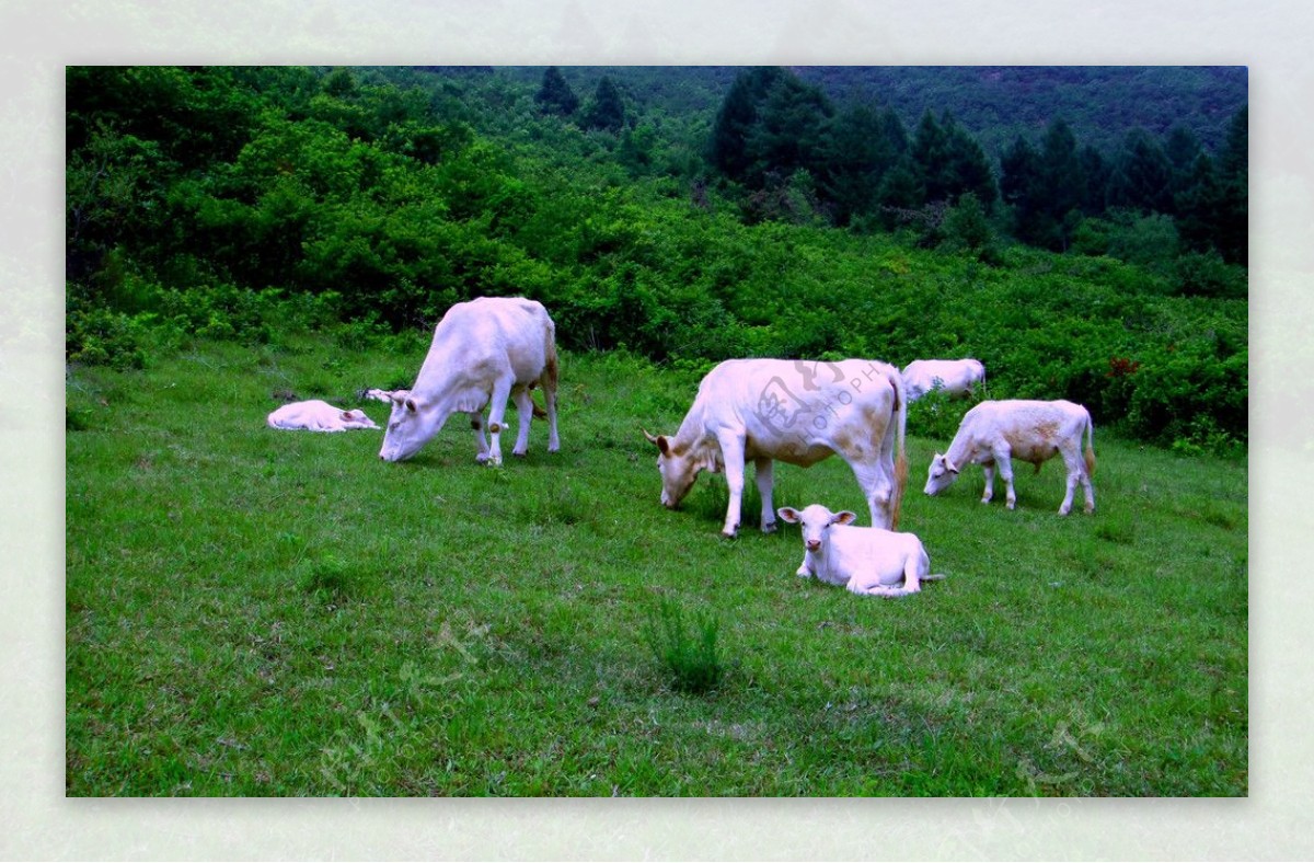 牛吃山坡草图片