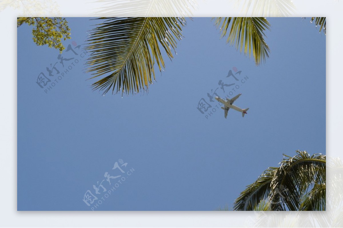 椰树与飞机图片