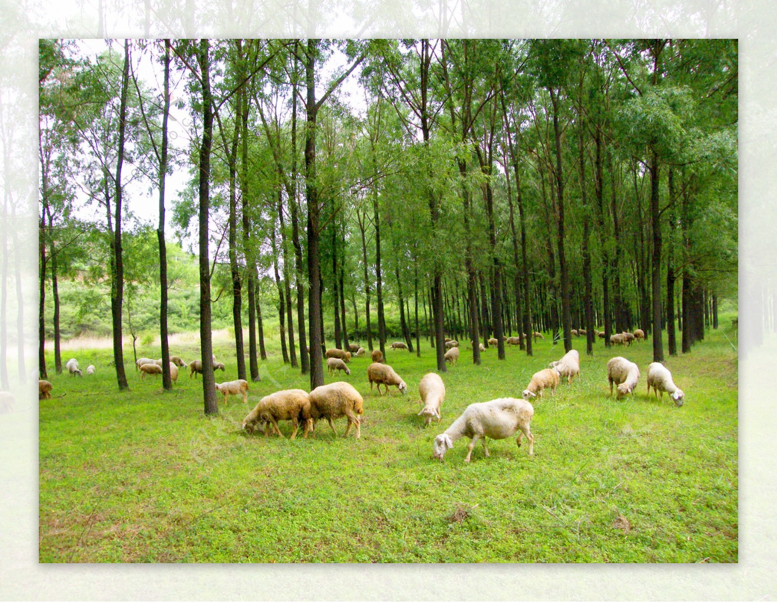 树林羊群图片