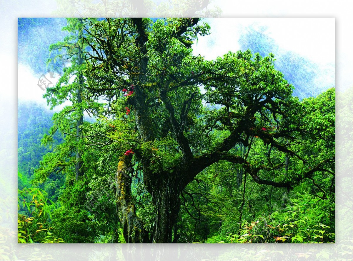 贡山上的云南红古树图片