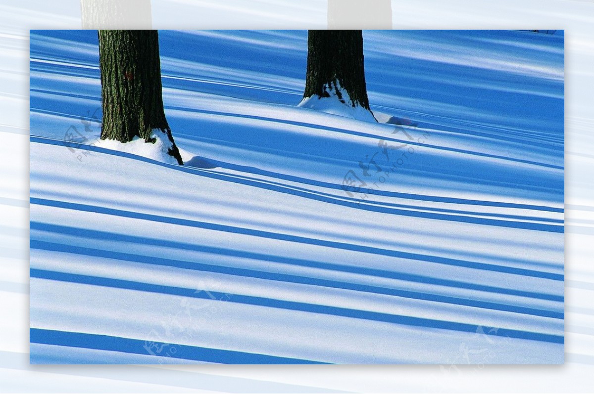 冬天雪地树影摄影图图片