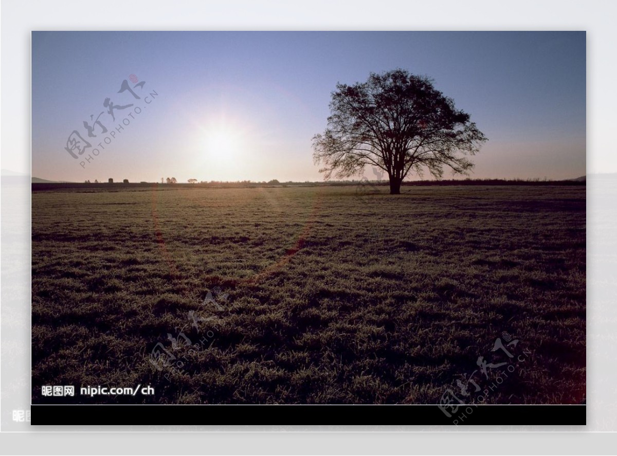 阳光草原树木图片
