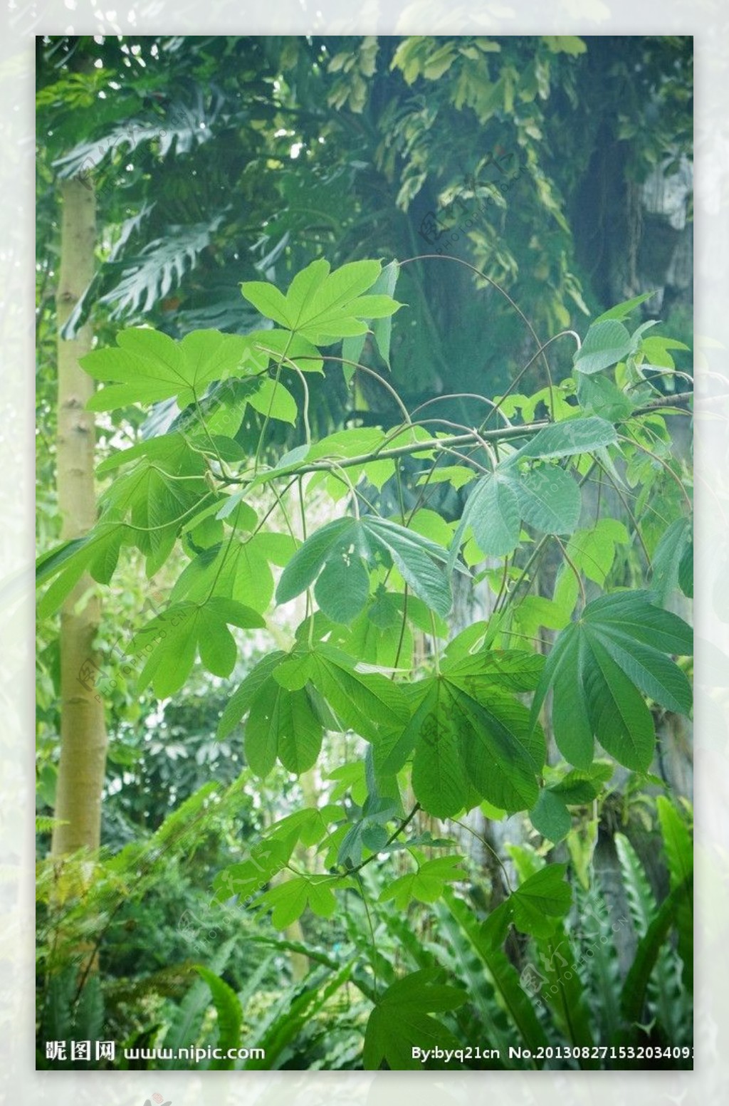 绿叶丛林图片